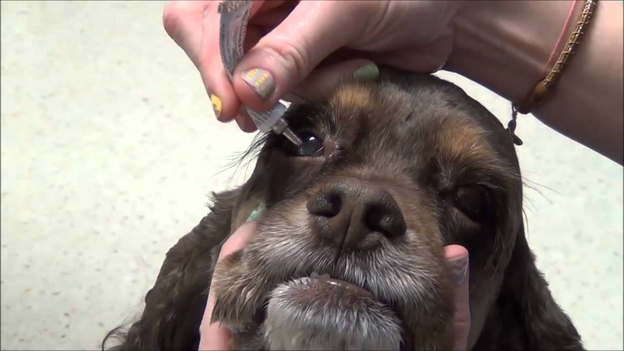 Köpeğe Göz Damlası Nasıl Damlatılır?