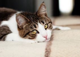 Kedinin Üzgün Olduğu Nasıl Anlaşılır (Depresif Kedi Belirtileri)