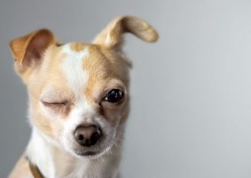Köpeğim Gözünü Açamıyor
