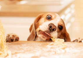 Köpekler Makarna Yiyebilir mi?